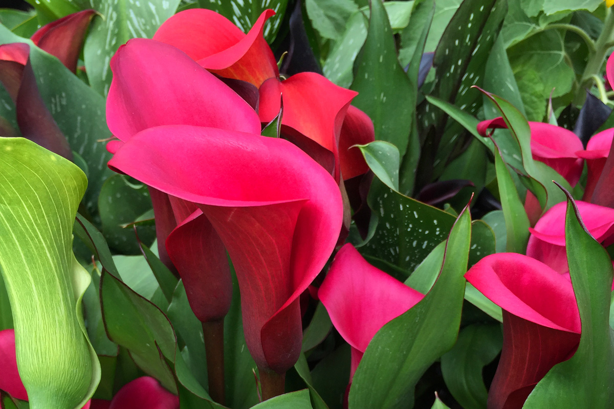calla lilly rs