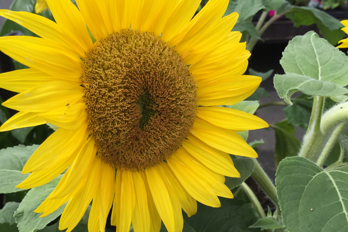 sunflower rs